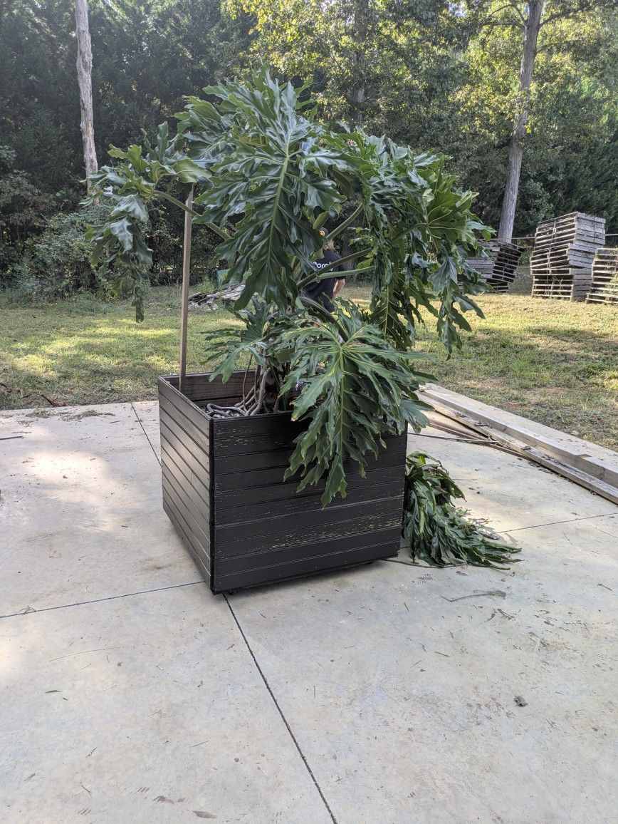 Very Mature Philodendron Selloum