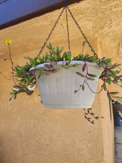 Neclace rubi succulent