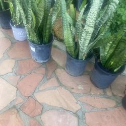 Snake Plant