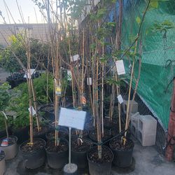 Fruit Trees