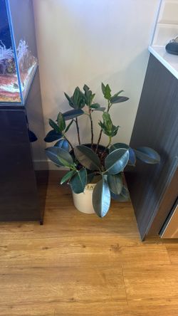 Thriving rubber plant ficus rubber with tons of new growth!