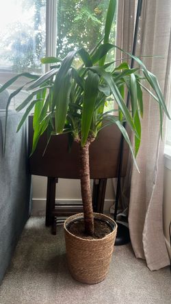 Large plum Plant in Woven Basket