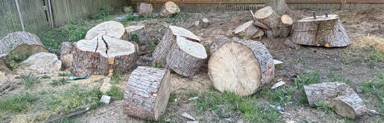 Large maple tree sections / logs