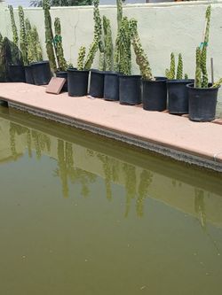Totem pole, cacti