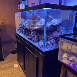90 Gallon Saltwater Fish Tank