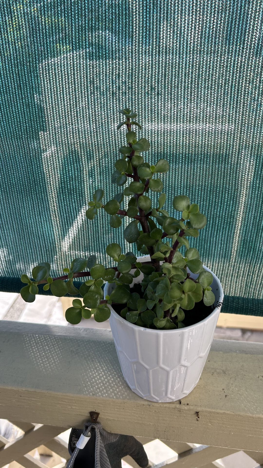 Elephant Bush Plant (Portulacaria afra)