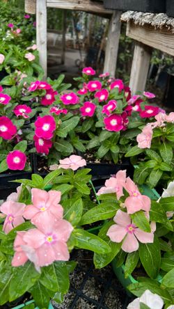 Vincas