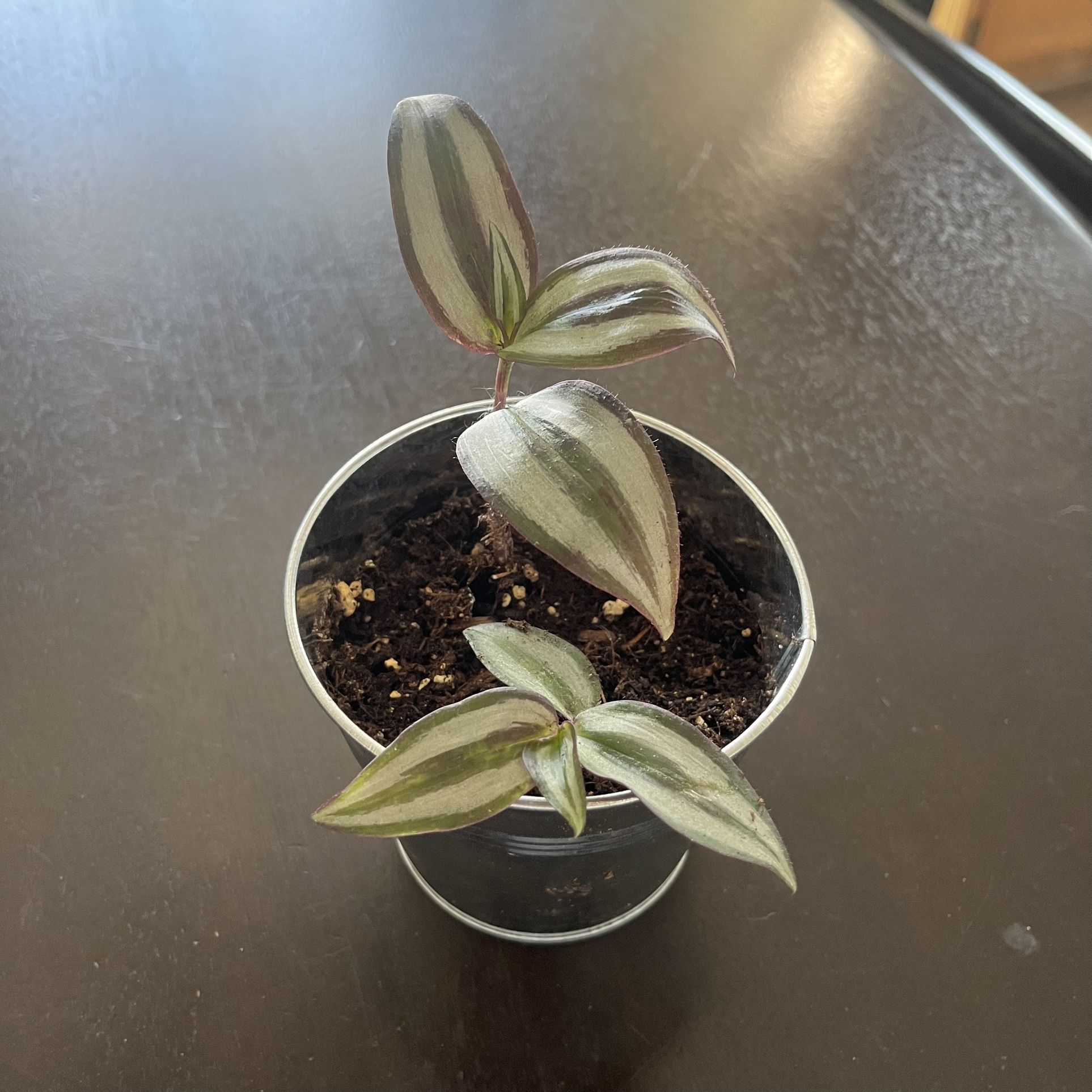 Tradescantia Zebrina, Wandering Inch Plant In Tin Pot.