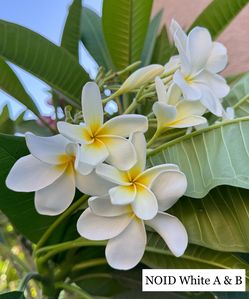 Plumerias