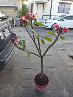 Natural plumeria tree.