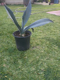 Blue agave. Drought tolerant,