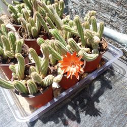 Cactus Plant