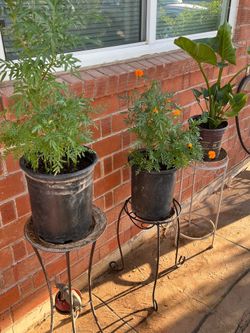 Whoa countless plants for purchasing