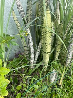 Lengua suegra plant