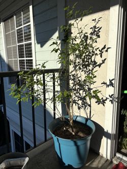 Citrus plant