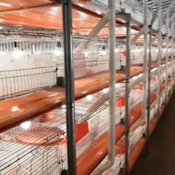 Brand New Fully Automated Quail Farming Equipment – Complete Setup