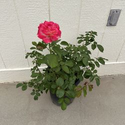 Fragrant Double Delight Rose In 5gl