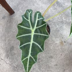 Alocasia. Polly African