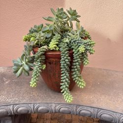 Beautiful Assortment Of Succulent 