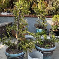 2 Big Terra Cotta Pots Planters With Succulents 