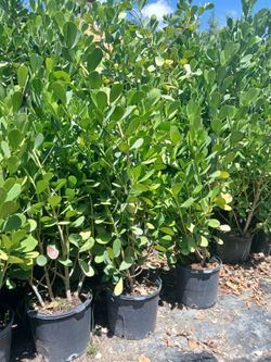 Clusia privacy hedges on sale $4.50