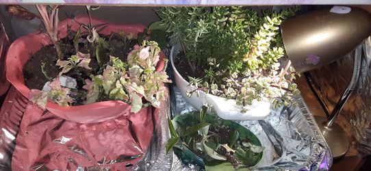 Assorted cacti and succulents. Will sell cutting or whole plants a dollar fifty per inch. $20 minimum for shipping. bulk discounts