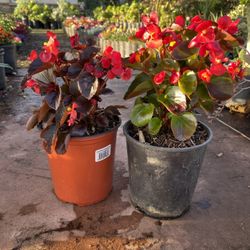 Begonia