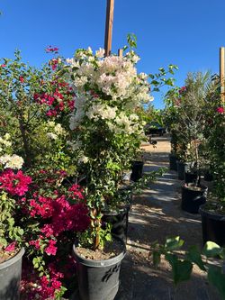 White bougainvillea $75 each