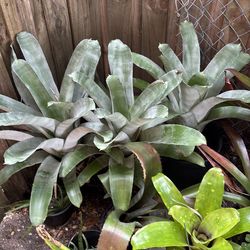 Vermillion/Snake Plants/etc