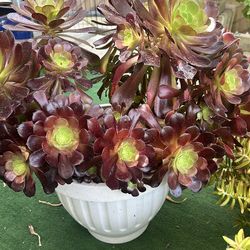 Planta suculenta