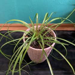 Ponytail Palm