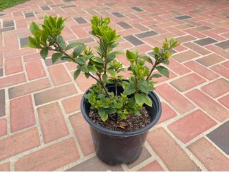 Gardenia Jubilation plant 3 gal