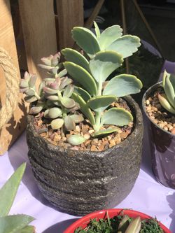 Succulent Arrangement