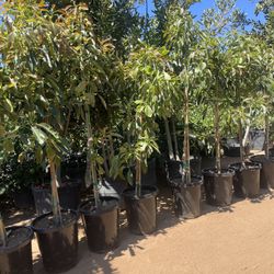 15 Gallon Size - Avocado Trees- Hass And Fuerte Varieties 