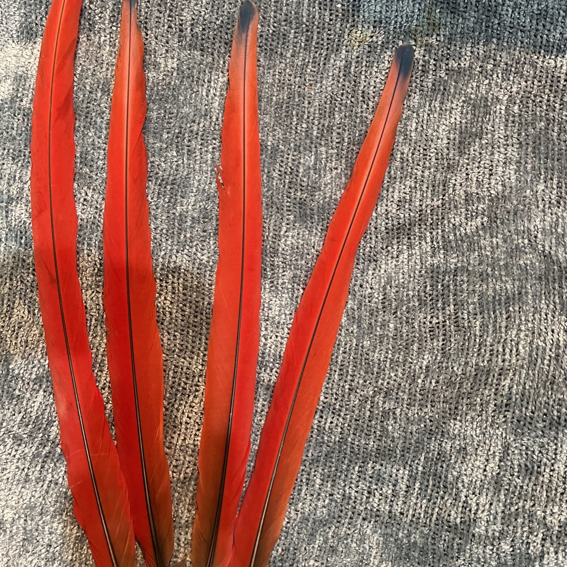 Macaw Tail Feathers (4)