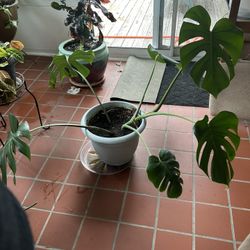 Monstera Plant