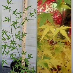 Japanese maple--healthy and acclimated 