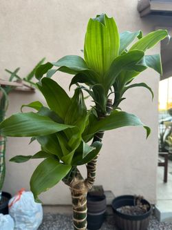 Dracaena Corn Plant