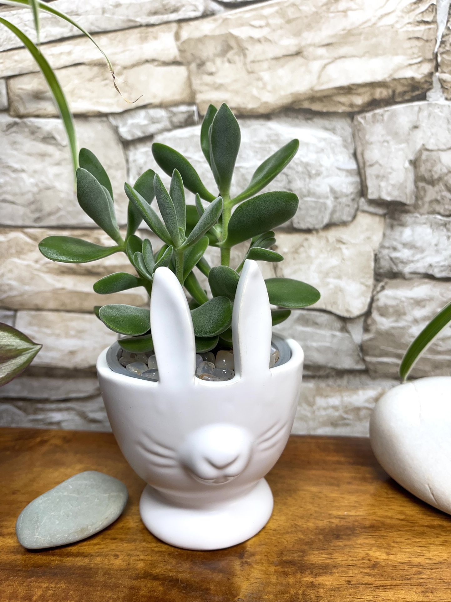 Beautiful Succulent In White Pot 3"H.