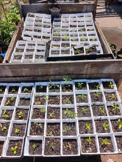 Mix peppers