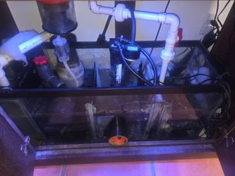 Fish aquarium
