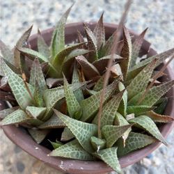 Haworthia “Alligator Plant” Succulent 
