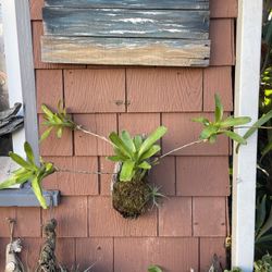 Cute Spunky Trailing Bromeliad With Many Pups