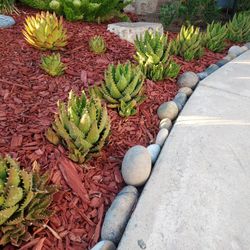 Mini Aloe Succulents 