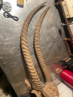 African Kudu Horns