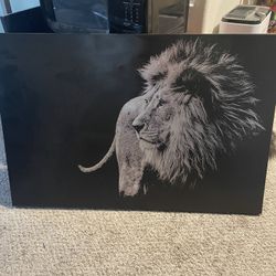 Lion Picture
