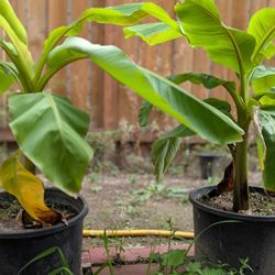 Banana Tree / Plant