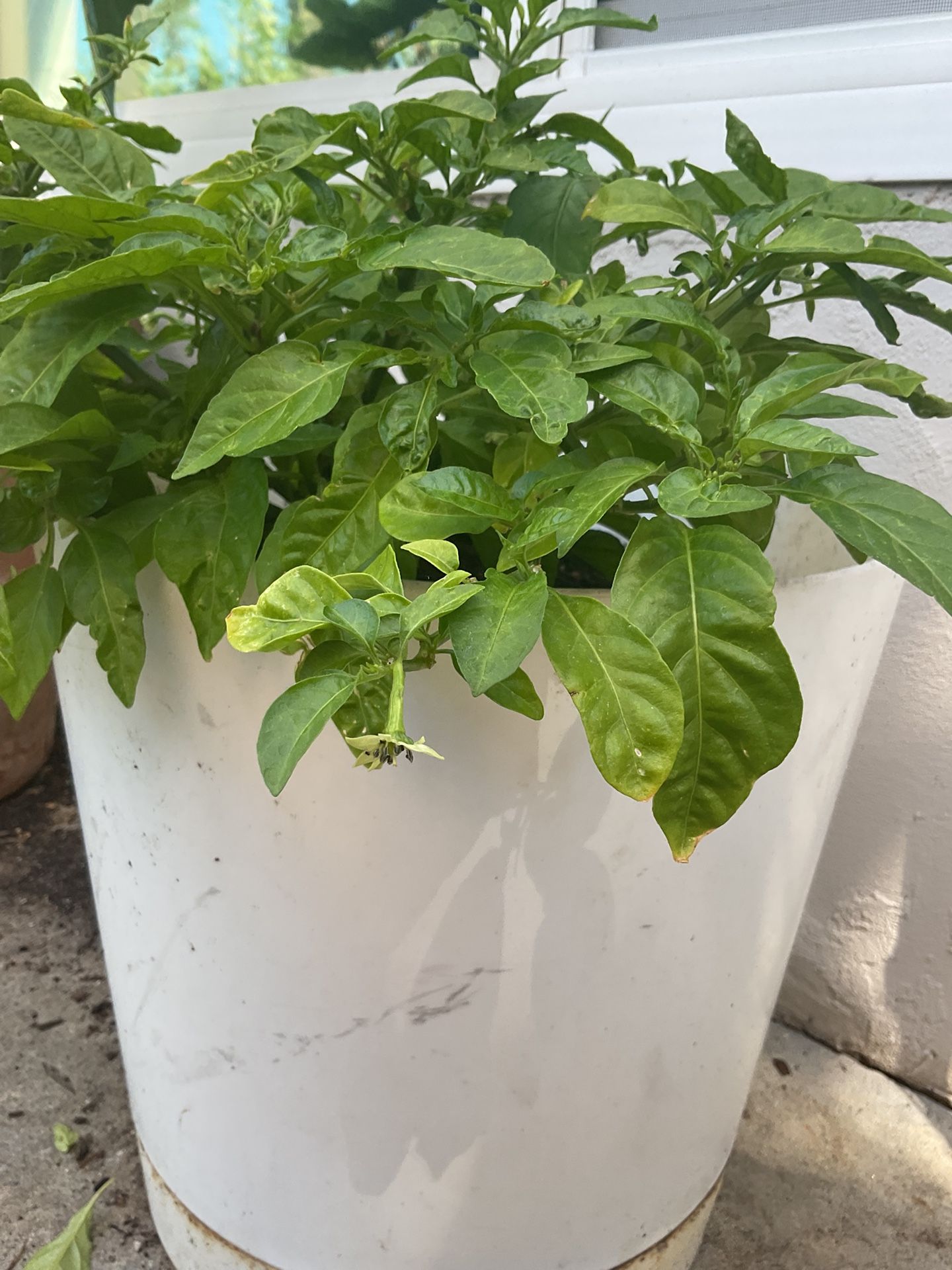 Red Habanero Chile Pepper Plant Organic