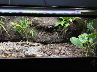 Reptile Tank