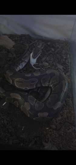 Reptile full set up